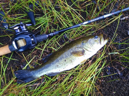 ラージマウスバスの釣果