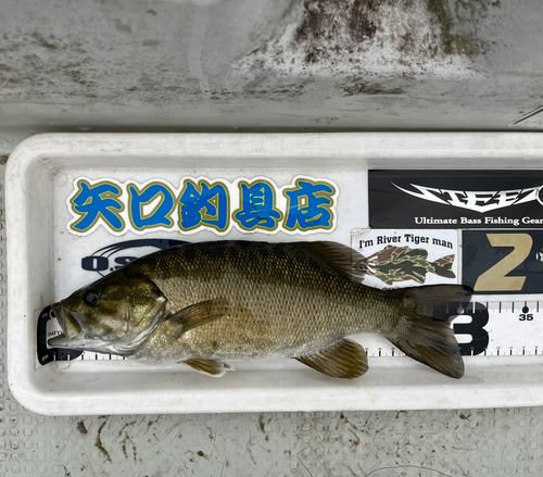 スモールマウスバスの釣果