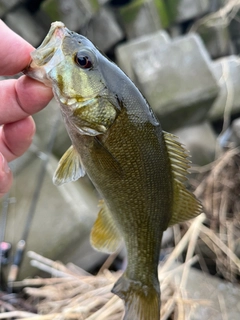 スモールマウスバスの釣果