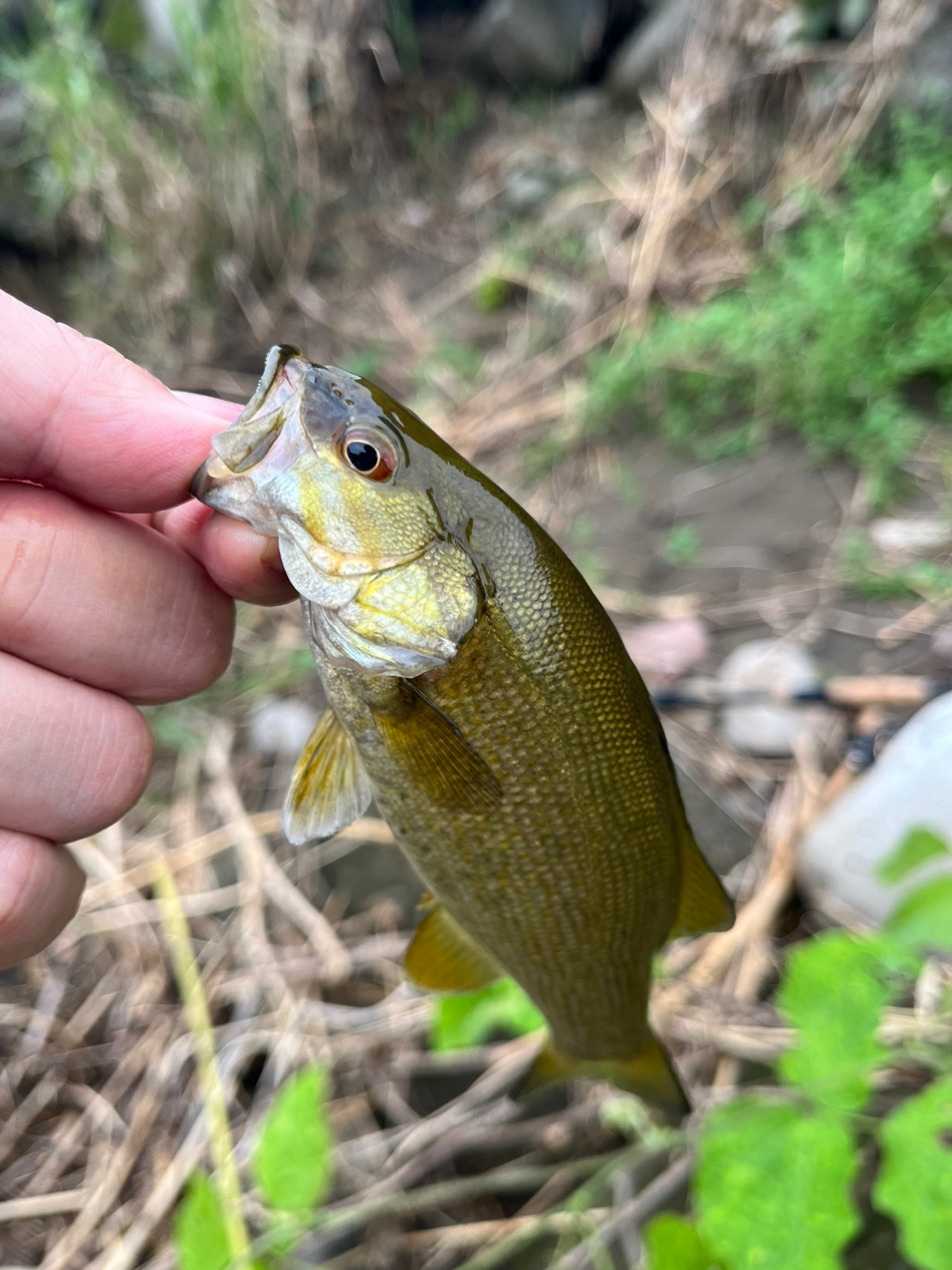 スモールマウスバス