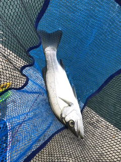 ハネ（ヒラスズキ）の釣果