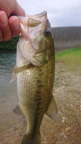 ラージマウスバスの釣果