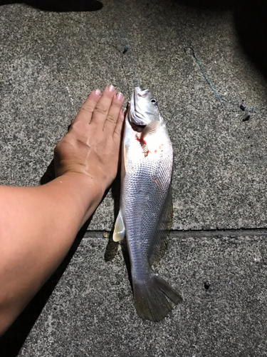 ニベの釣果