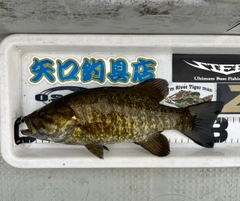 スモールマウスバスの釣果