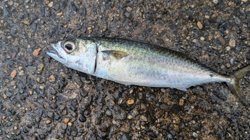 サバの釣果