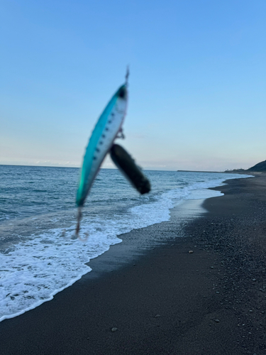 ダツの釣果