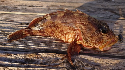 カサゴの釣果