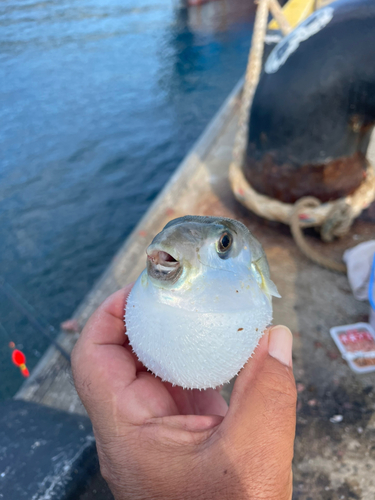 シロサバフグの釣果