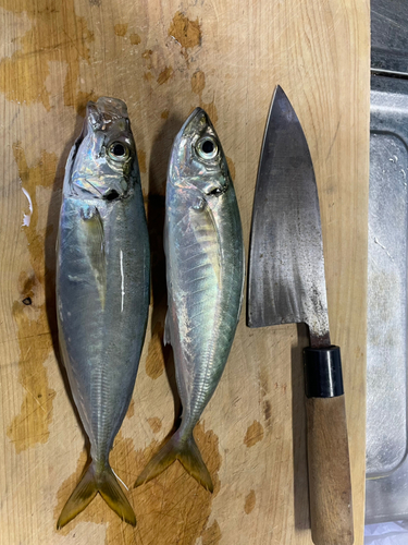 マルアジの釣果