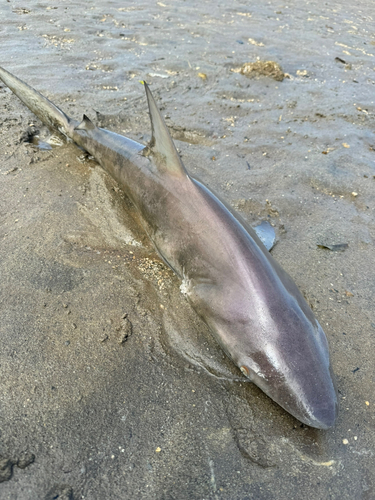 サメの釣果