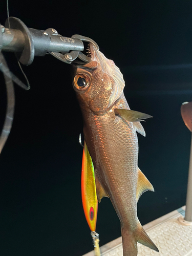 クロムツの釣果