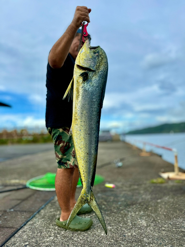 シイラの釣果