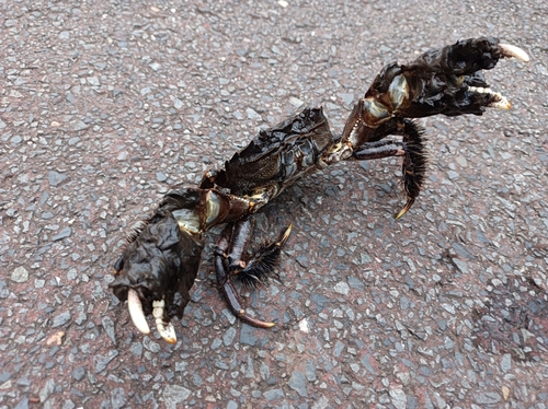 モクズガニの釣果