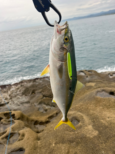 ツバスの釣果