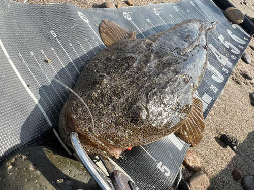 マゴチの釣果