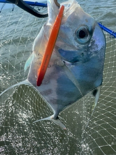 イトヒキアジの釣果