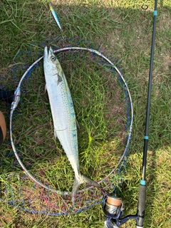 サゴシの釣果