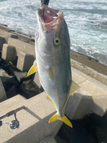 イナダの釣果