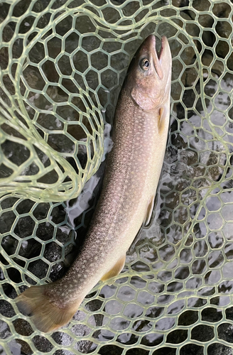 イワナの釣果