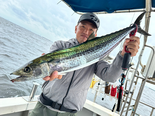 サワラの釣果