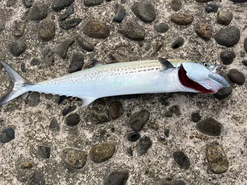 サゴシの釣果