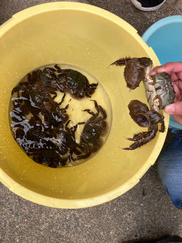 カニの釣果