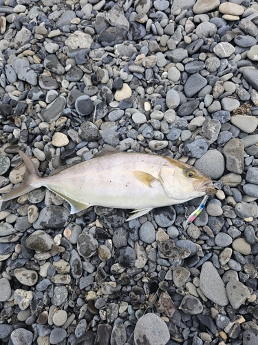 ショゴの釣果