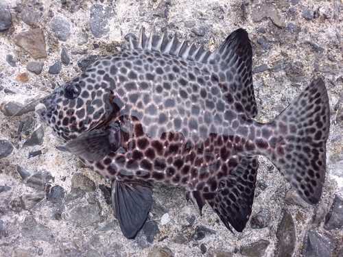 イシガキダイの釣果