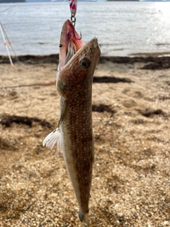 エソの釣果