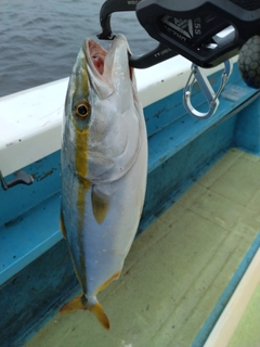 イナダの釣果