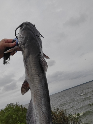 アメリカナマズの釣果