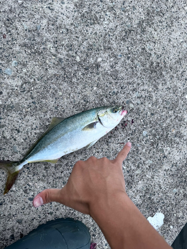 ツバスの釣果