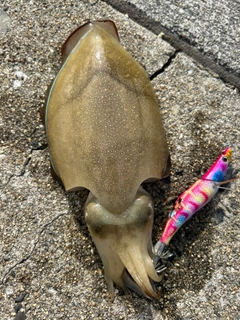 モンゴウイカの釣果