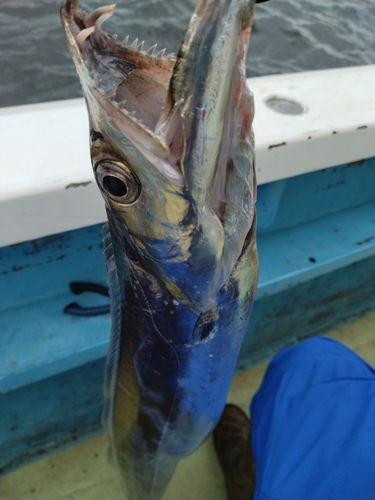 タチウオの釣果