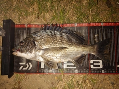 クロダイの釣果