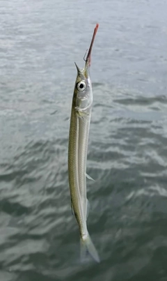 サヨリの釣果