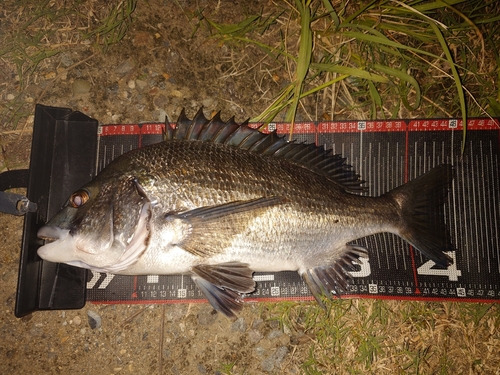 クロダイの釣果