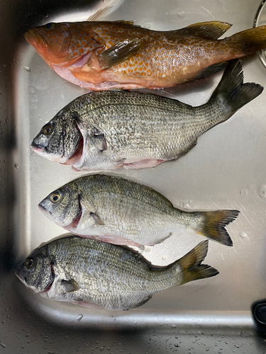 チヌの釣果