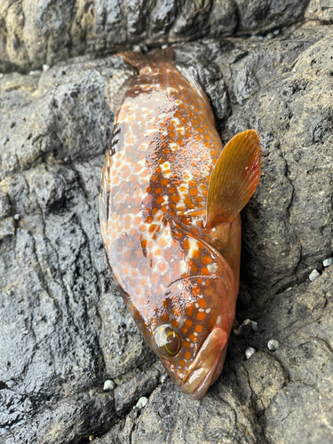 キジハタの釣果