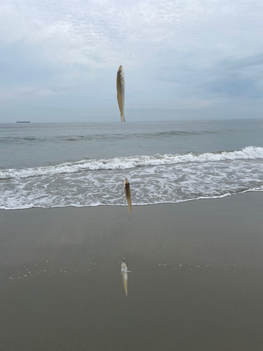 シロギスの釣果