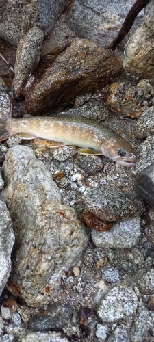 イワナの釣果