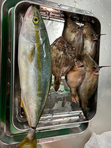 カワハギの釣果