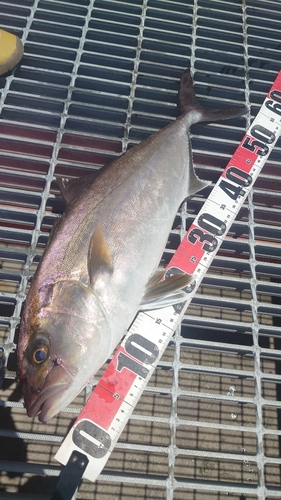 カンパチの釣果