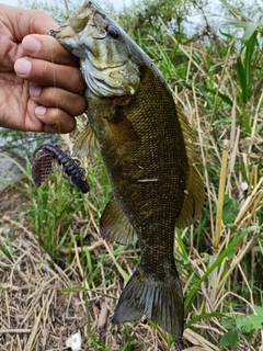 スモールマウスバスの釣果