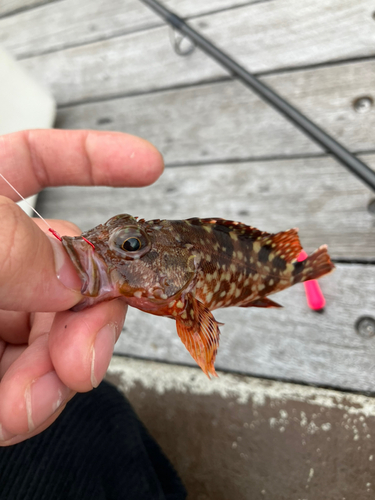 カサゴの釣果