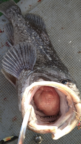 クロソイの釣果