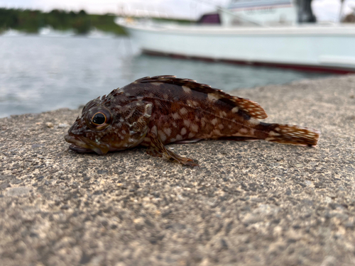 カサゴの釣果