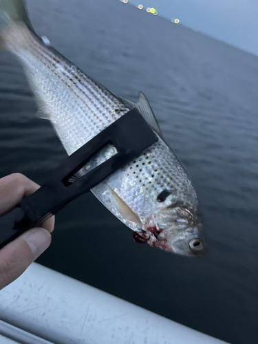 コノシロの釣果