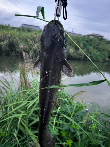 ナマズの釣果