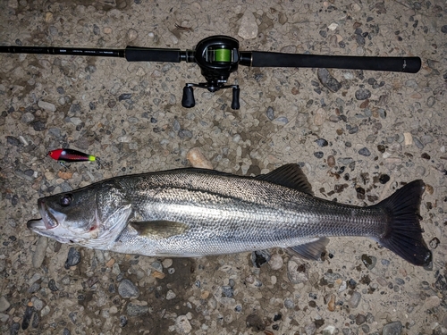 シーバスの釣果